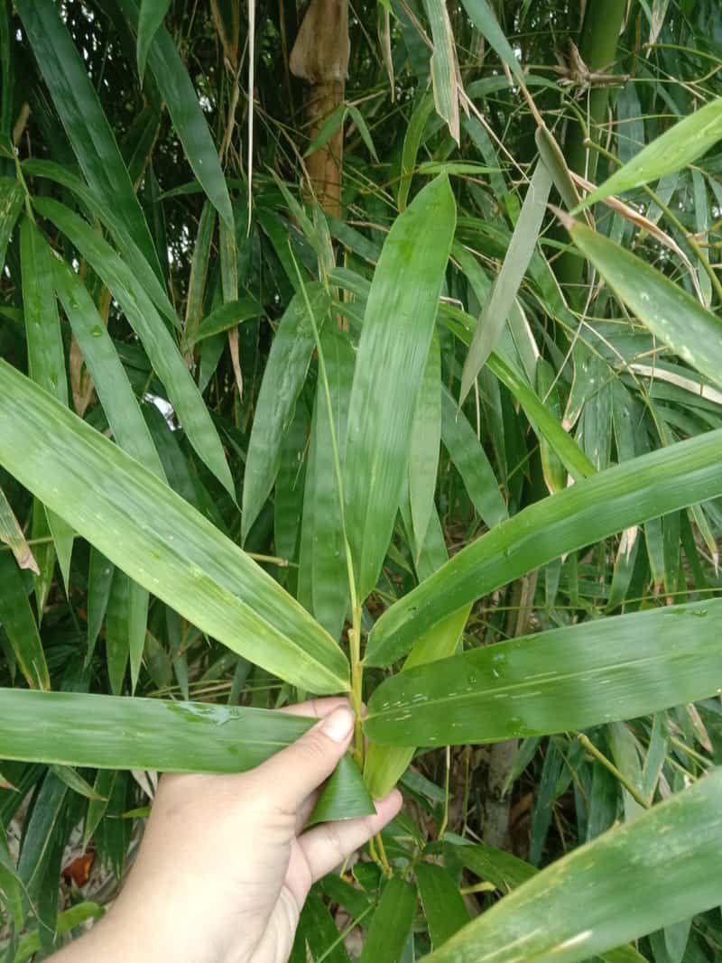 Lá tre có tác dụng gì? Những ứng dụng của lá tre trong ẩm thực và y học