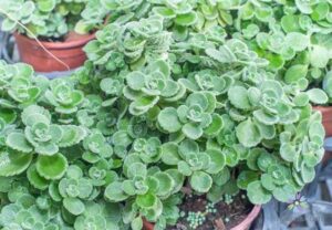 Cây nhất mạt hương là cây gì