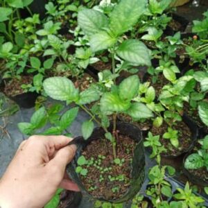 Cây trà tiên lá dứa