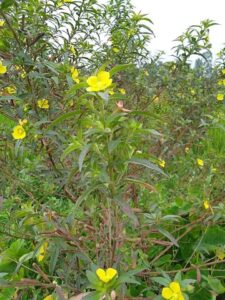 Rau mương kỵ gì