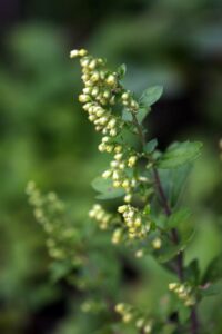 Cây ngải Nhật có tác dụng gì