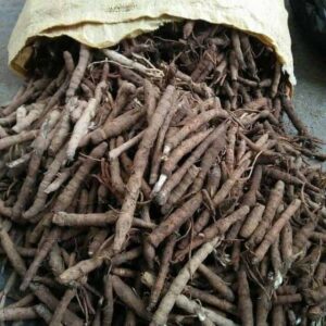 Cách trồng sâm cau đen