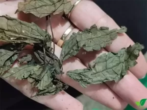 Mùa đông nên uống trà gì tốt nhất cho sức khoẻ