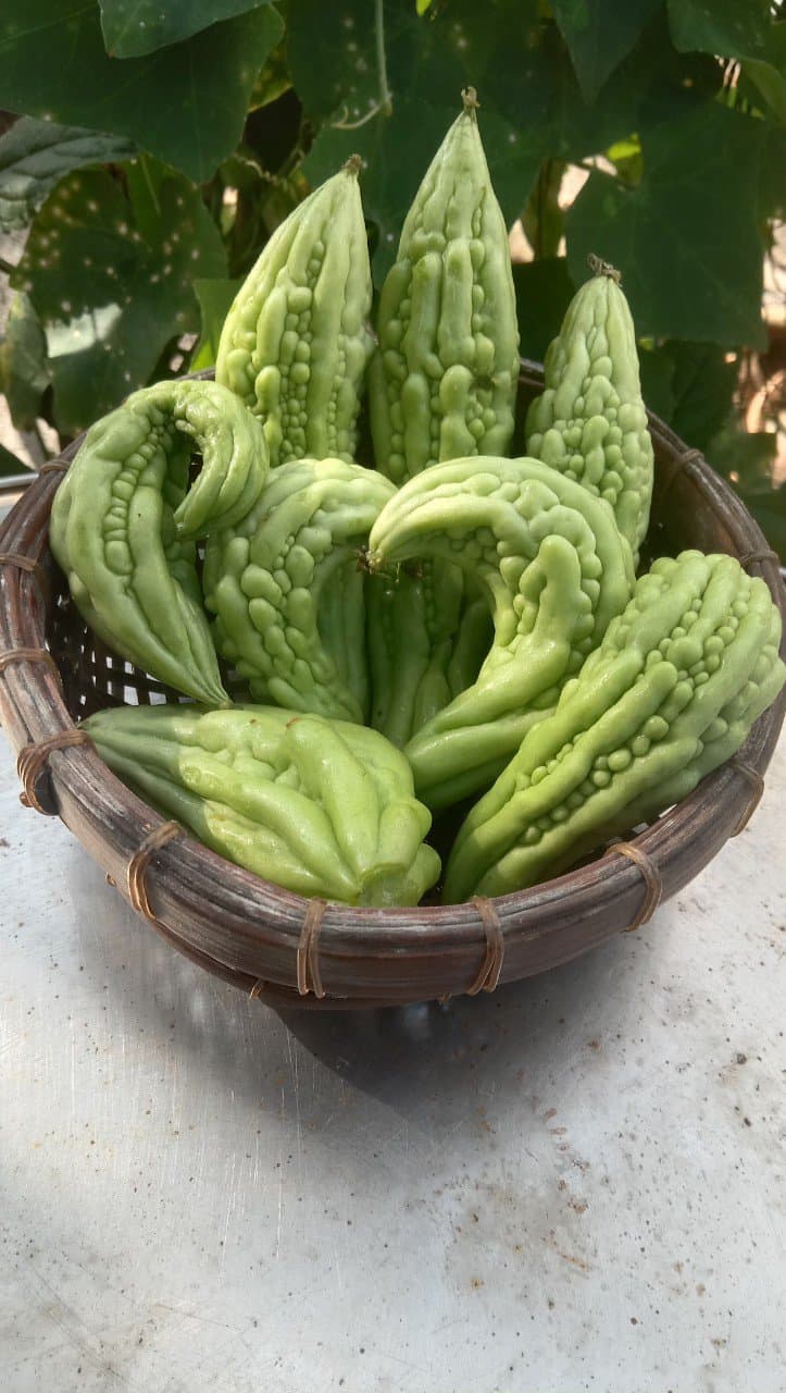 Khổ qua, đậu đen và quả sung điều trị tiểu đường