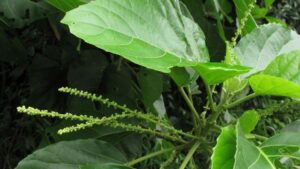 Lá lộc mại có độc không