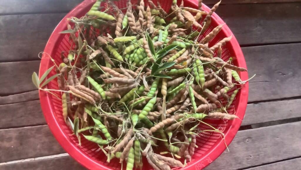Rổ đậu triều