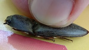 Con bổ củi vào nhà là điềm báo gì