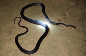 Đánh chết rắn hổ mang có sao không ?