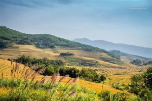 cây thuốc quý hơn vàng là cây gì