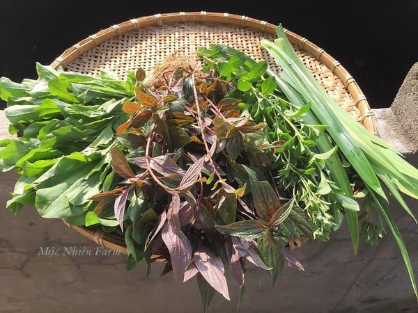 Thu hái cây thuốc dòi