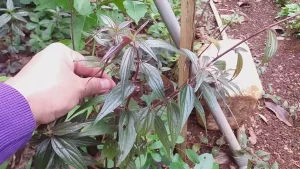 Cách trồng cây thuốc dòi