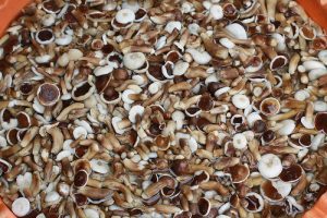 Nấm tràm chế biến thành món ăn