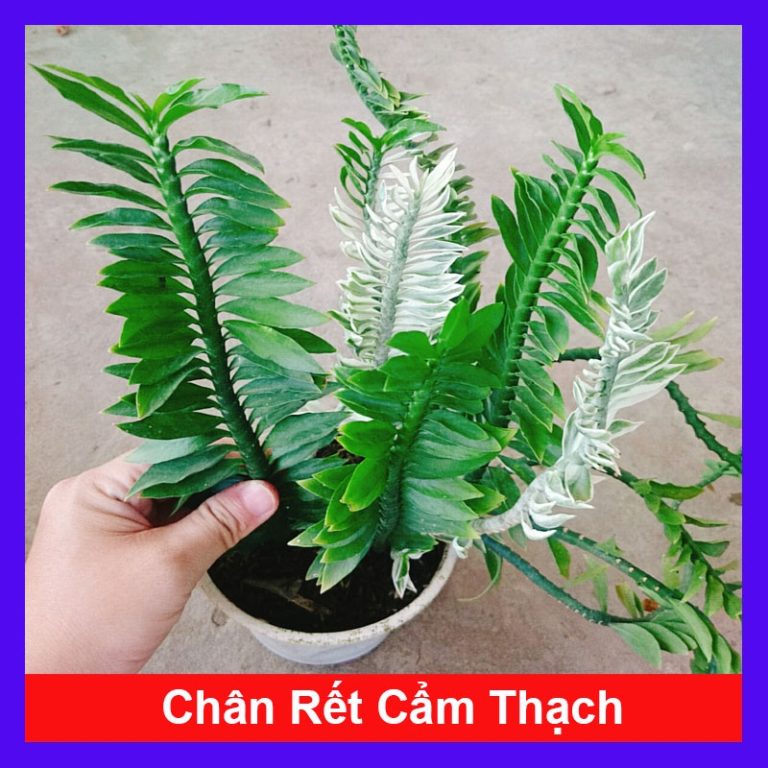 Cây chân rết (cơm lênh) và những công dụng đáng chú ý