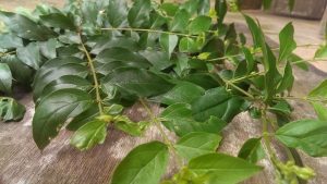 Phân biệt cây găng làm thạch với cây găng cọc rào