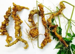 Giá trị thật của sâm Ngọc linh