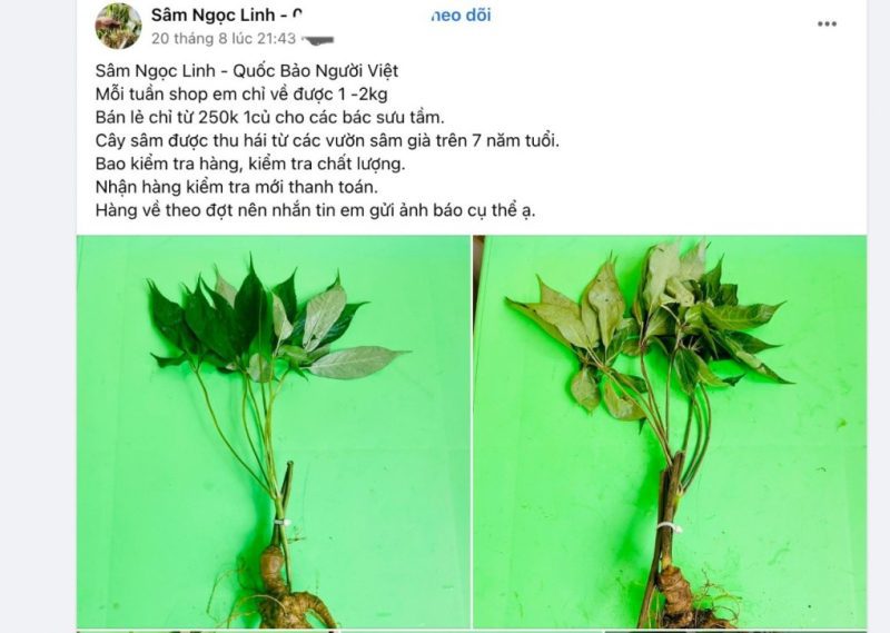 Sâm ngọc linh bán trên facebook