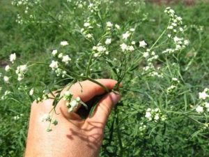 Cây trứng ếch Parthenium hysterophorus L