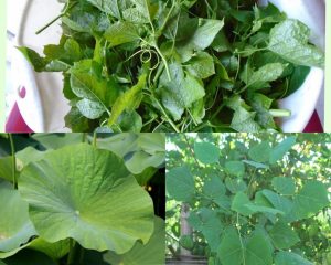 Điều trị mất ngủ từ lá sen, lá vông neem và lá nhãn lồng