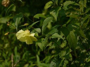 Hình ảnh cây tra nhỏ