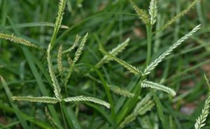 Trồng cỏ mần trầu