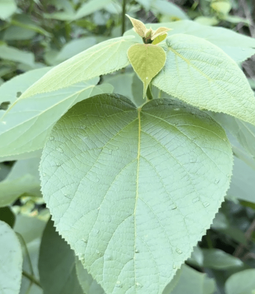 Hình ảnh lá cây mẹ thuốc