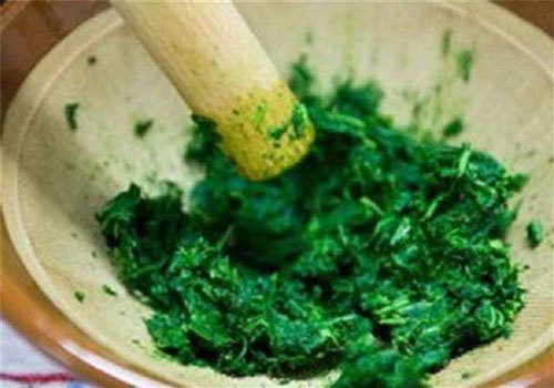 Giã nát cây cứt lợn tươi