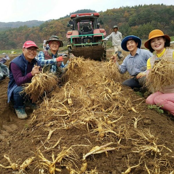 Trồng nhân sâm