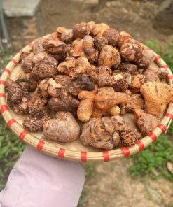 Củ dái nghiến tươi