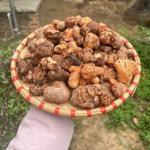 Củ dái nghiến tươi