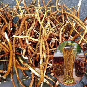 Rễ hoàng kỳ nam có tác dụng gì