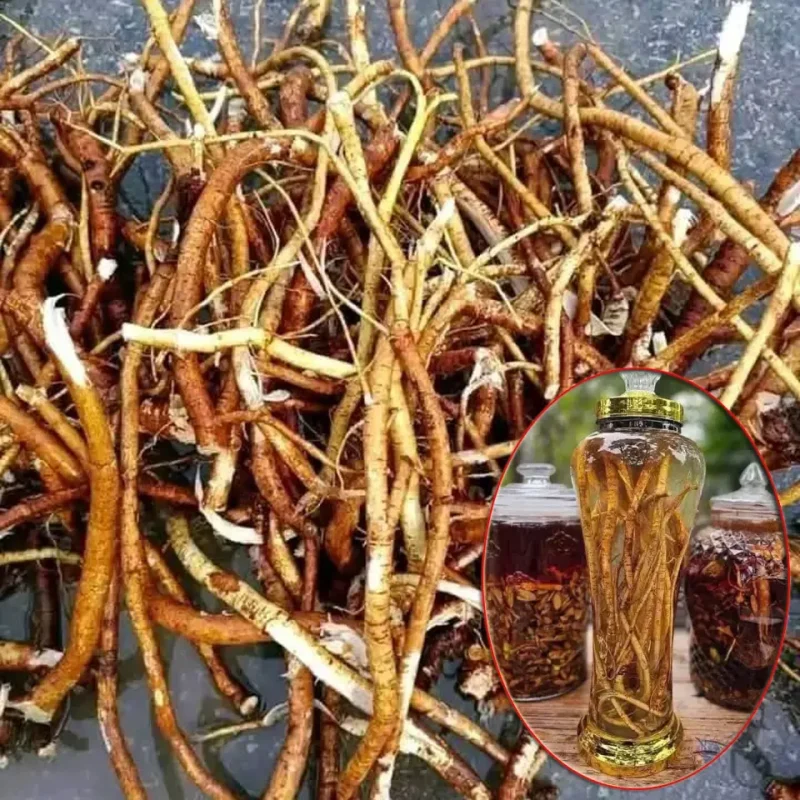 Rễ hoàng kỳ nam có tác dụng gì